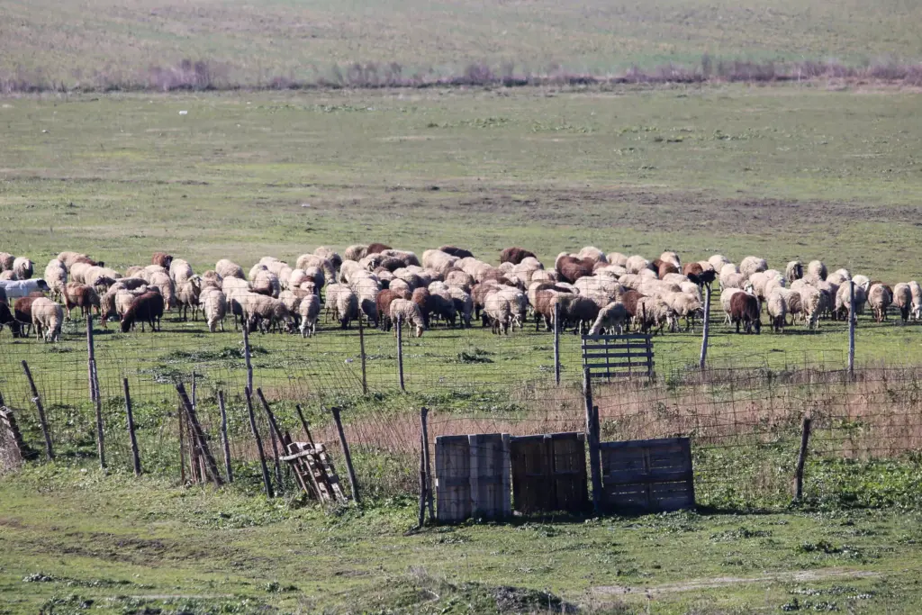 Σοκ στο Λασίθι: Έσφαξαν 100 πρόβατα και κατσίκια σε στάβλο