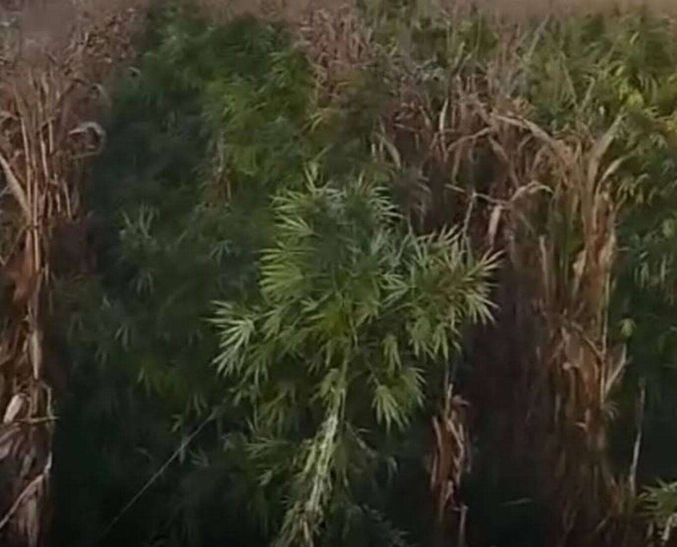 Χασισοφυτεία με πάνω από 8.000 δενδρύλλια εντοπίστηκε σε περιοχή της Βοιωτίας