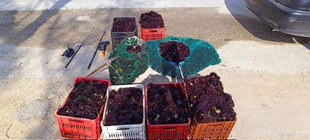 Καβάλα: Έκλεβε αχινούς – Tον έπιασαν με επεισοδιακό τρόπο