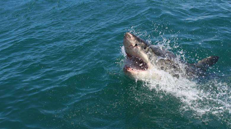 Καρχαρίας διαμέλισε τουρίστρια – Βρήκαν τα οστά της στην κοιλιά του ζώου