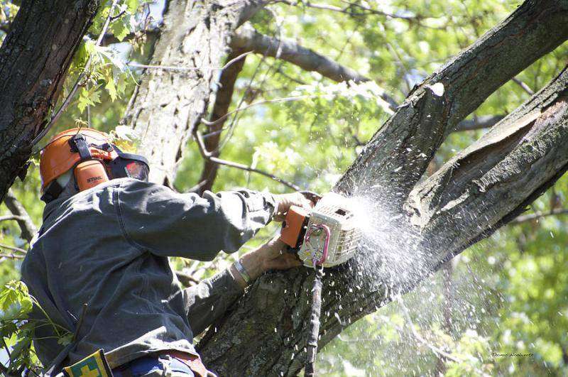 Ξεκινούν από τη Δευτέρα οι κλαδεύσεις δέντρων από τον Δήμο Θεσσαλονίκης