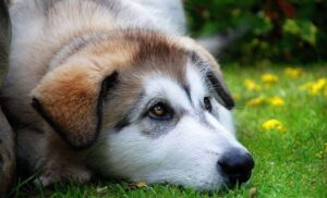 Θεσσαλονίκη: 55χρονος είχε 68 σκυλιά σε άθλιες συνθήκες – Συνελήφθη μετά από καταγγελίες