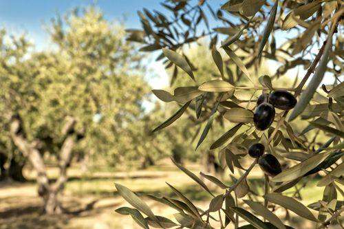 Ηλεία: Ζευγάρι συνελήφθη να μαζεύει ελιές σε ξένο ελαιώνα