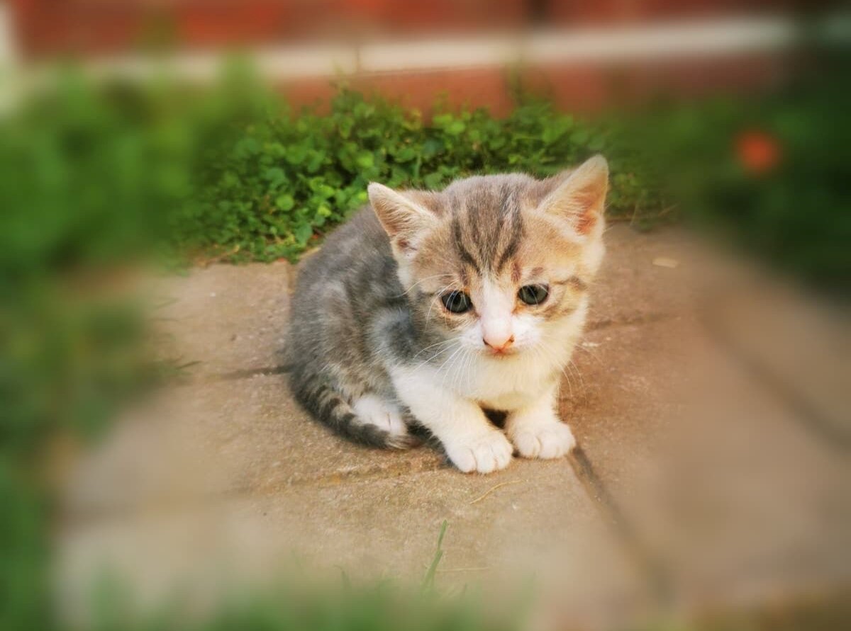 Μαρούσι: Άγνωστος πυροβολεί και σκοτώνει γατάκια