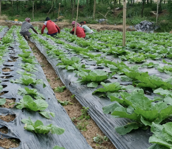 Πράσινο φως από την κυβέρνηση για ακόμα 90.000 αλλοδαπούς – εργάτες γης