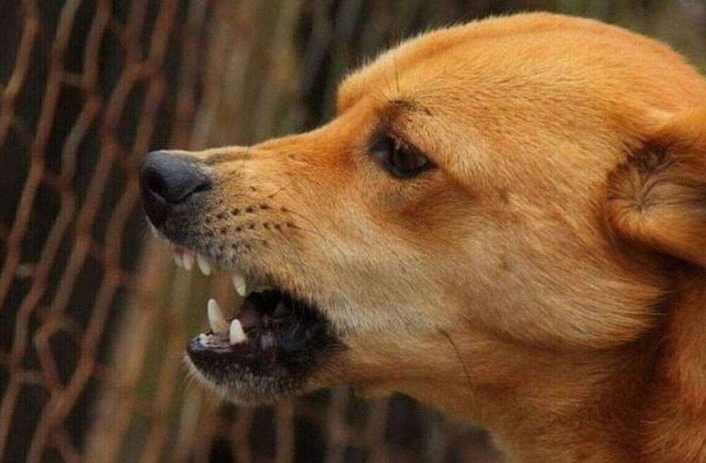 Λάρισα: Τρόμος για 21χρονη από αγέλη αδέσποτων