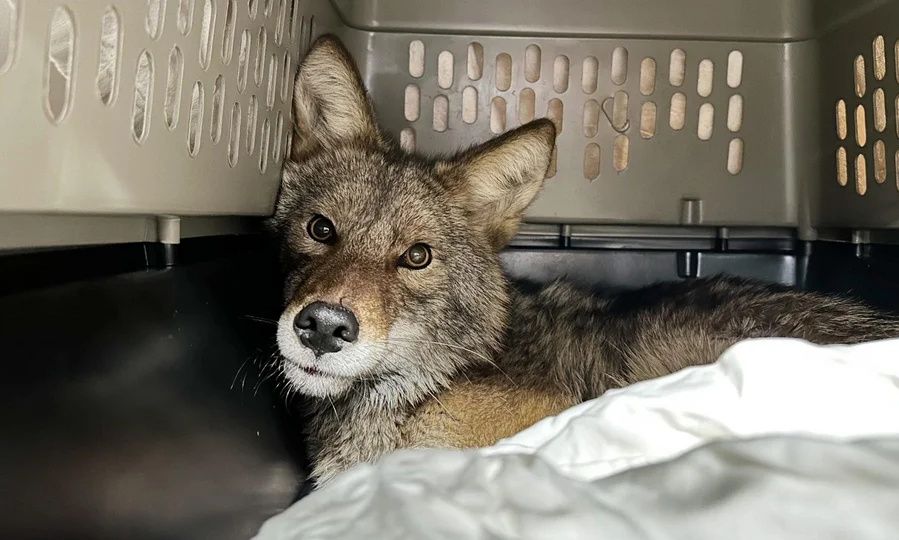 Σικάγο: Κογιότ μπήκε σε σουπερ μάρκετ και προκάλεσε πανικό