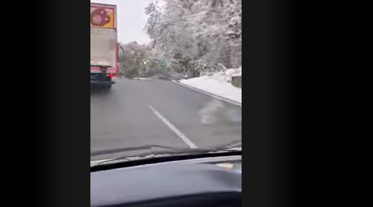 Έπεσε δέντρο στην Εθνική Σερρών- Θεσσαλονίκης – Κλειστή λωρίδα