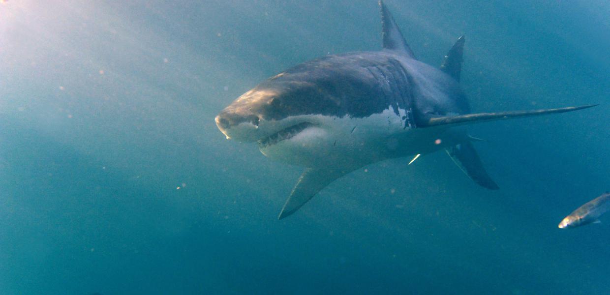 Ατλαντικός Ωκεανός: Ξεβράζονται διαρκώς νεκροί λευκοί καρχαρίες