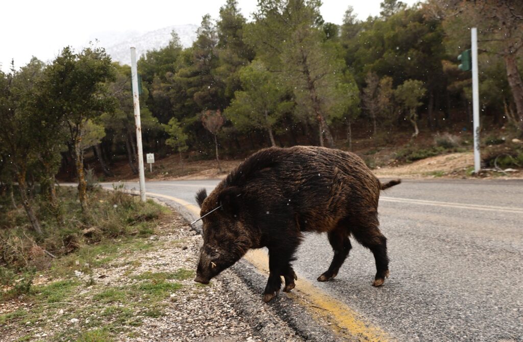 Αγριογούρουνο χτυπημένο με βέλος κοντά στο τελεφερίκ της Πάρνηθας