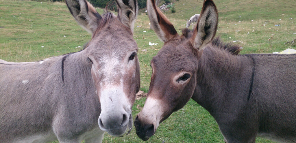 Κύπρος: Εντοπίστηκαν 14 νεκρά γαϊδούρια – Τα πυροβόλησαν και τα έσφαξαν στα κατεχόμενα