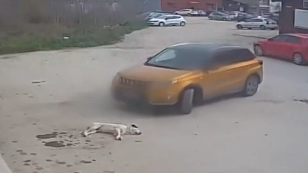 Θεσσαλονίκη: Ταυτοποιήθηκε ο οδηγός που πάτησε σκύλο με το ΙΧ του και τον εγκατέλειψε