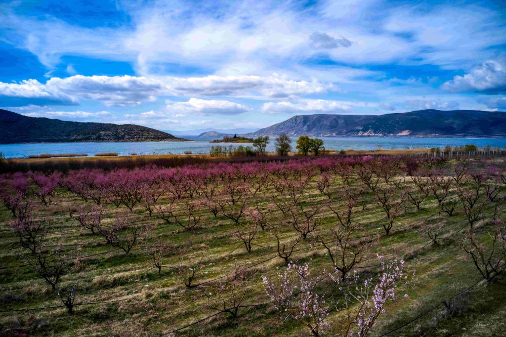 Κοζάνη: Αγωνία για το μέγεθος της ζημιάς στις δενδροκαλλιέργειες από την παγωνιά στην Δυτική Μακεδονία
