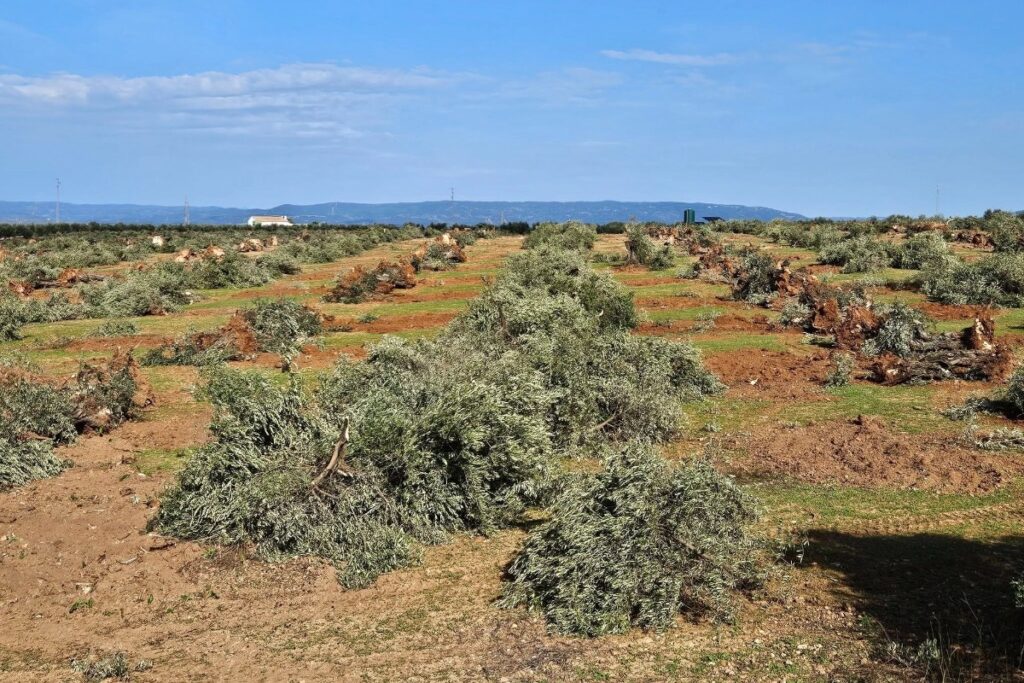 «Η κοπή ελαιόδεντρων για την εγκατάσταση ηλιακών πάνελ είναι έγκλημα» – Στο πόδι οι ελαιοπαραγωγοί στην Ισπανία