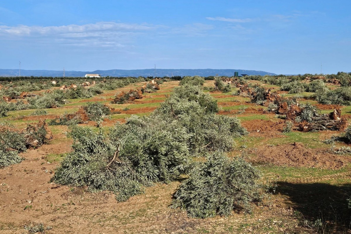 «Η κοπή ελαιόδεντρων για την εγκατάσταση ηλιακών πάνελ είναι έγκλημα» - Στο πόδι οι ελαιοπαραγωγοί στην Ισπανία