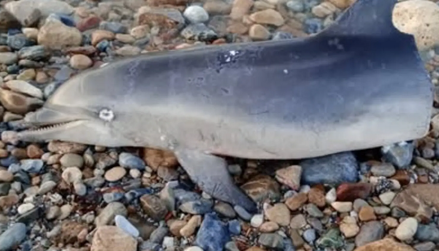 Αποτροπιασμός στο Ρέθυμνο: Ξεβράστηκε κομμένο δελφίνι