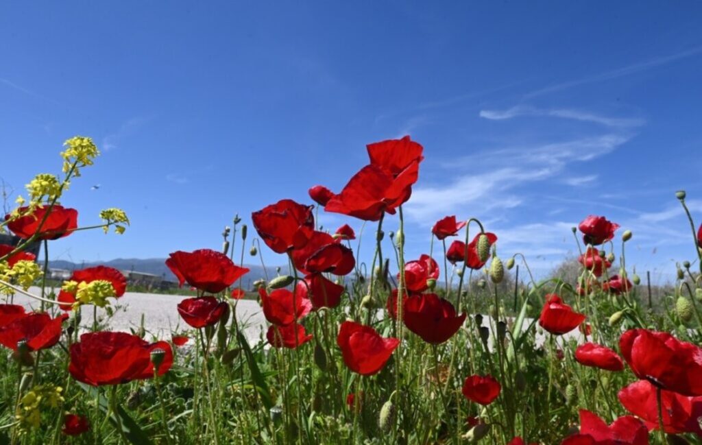 Καιρός: Πρωτομαγιά με ηλιοφάνεια στις περισσότερες περιοχές της χώρας – Που θα έχει μπόρες