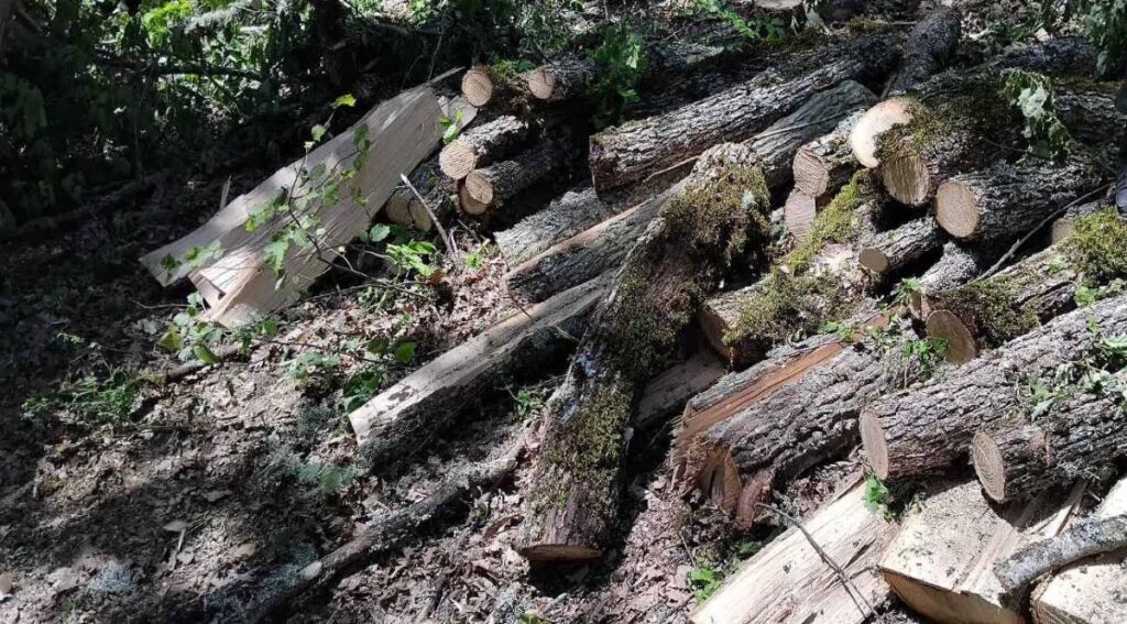 Ανήλικος αλλοδαπός μπήκε παράνομα στη χώρα κι έκοβε ξύλα από δάσος στην Καστοριά