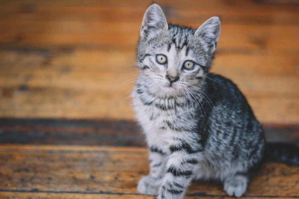 Κτηνωδία στη Θεσσαλονίκη: Νεαρός κλωτσάει γατάκι και στη συνέχεια το πατάει με το ΙΧ του