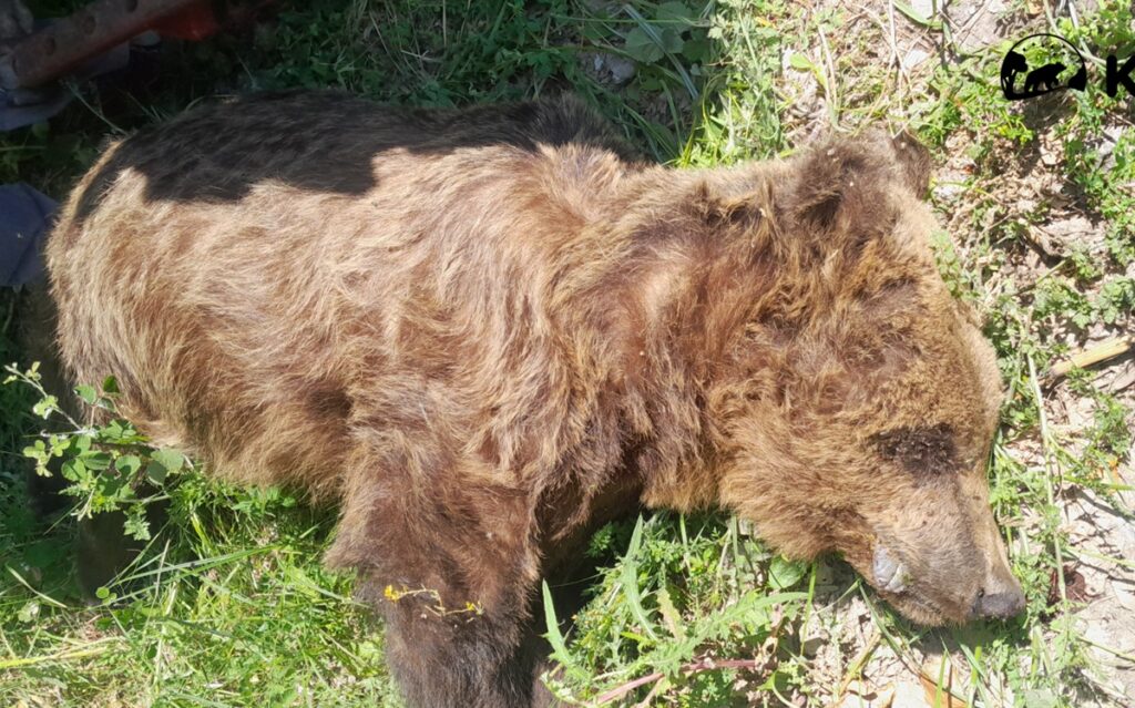 Νεκρή αρκούδα εντοπίστηκε στους Αμπελόκηπους Καστοριάς