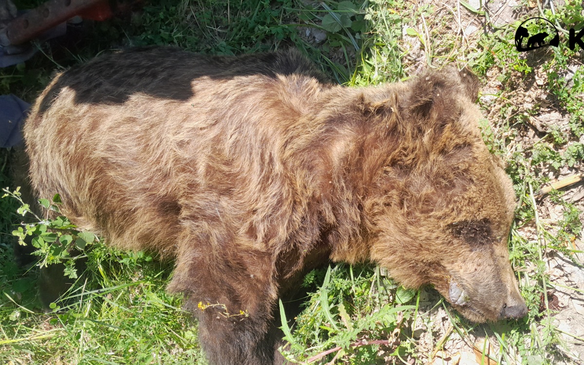 Νεκρή αρκούδα εντοπίστηκε στους Αμπελόκηπους Καστοριάς