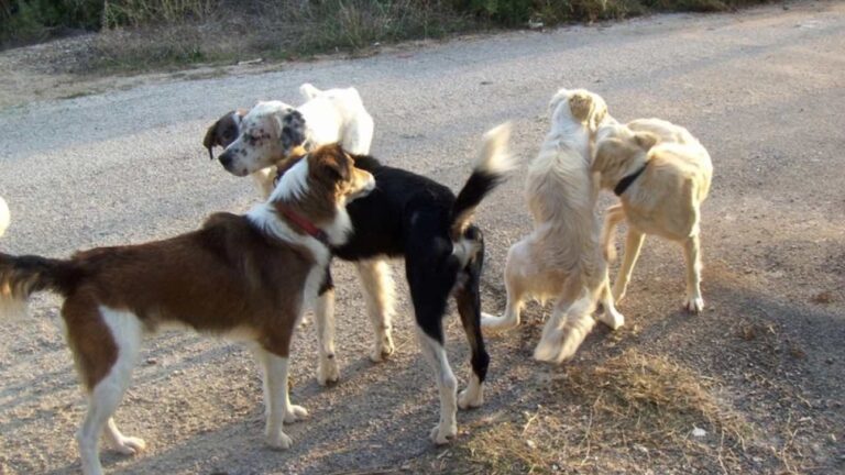 Βόλος: Αδέσποτα επιτέθηκαν σε 7χρονο αγόρι – Μεταφέρθηκε στο νοσοκομείο με τραύματα