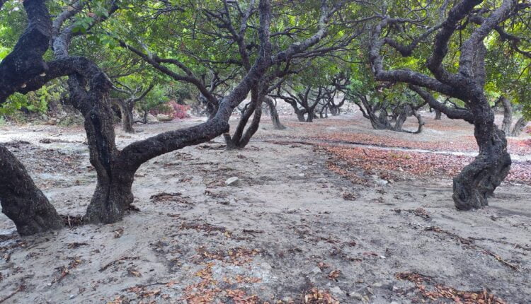 Κραυγή αγωνίας από τους μαστιχοπαραγωγούς στη Χίο