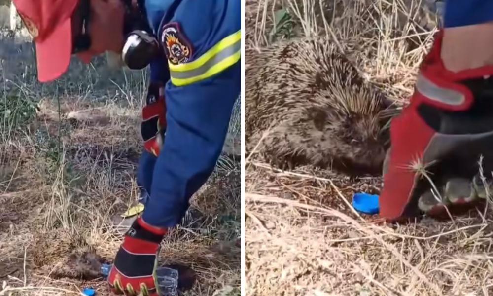 Κιλκίς: Κίνηση ανθρωπιάς από πυροσβέστη – Δίνει νερό σε διασωθέντα σκαντζόχοιρο