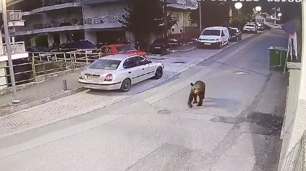 Γρεβενά: Αρκούδα εθεάθη να κάνει βόλτες σε κεντρικό δρόμο της πόλης