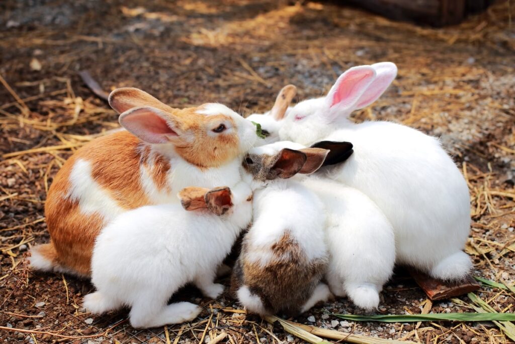 Αυξάνονται τα κουνέλια στις «πράσινες» περιοχές της Αθήνας – Ποιος ο λόγος