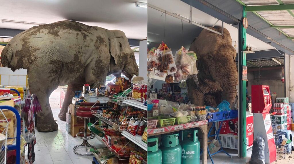 Ελέφαντας μπήκε μέσα σε μίνι μάρκετ και άρπαξε σνάκ (Video)