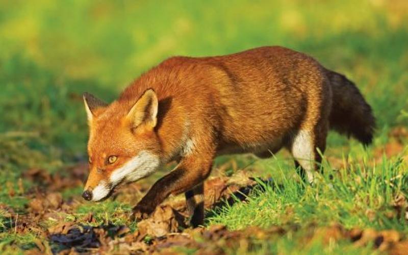 Πειραιάς: Αλεπούδες «έκοβαν βόλτες» στα Λιπάσματα της Δραπετσώνας