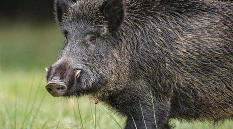 Αγριογούρουνα έφαγαν 50 τόνους καρπούζια και πεπόνια στην Πηνεία – Αγρότες φυλάνε σκοπιές στα χωράφια