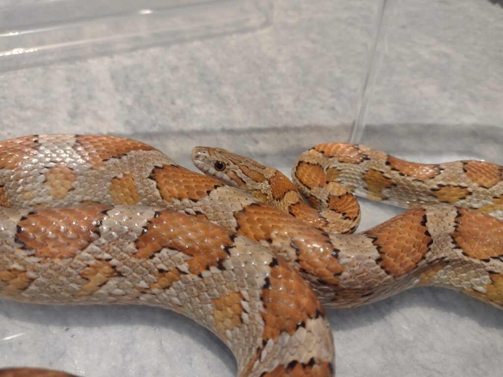 Αναστάτωση στη Θεσσαλονίκη: Εντοπίστηκε φίδι σε δρόμο της Καλαμαριάς – Κλήθηκε ειδικός ερπετολόγος (ΦΩΤΟ)