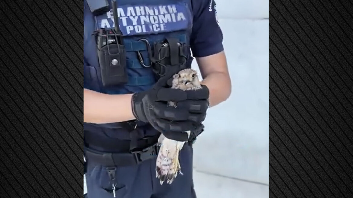“Ευτυχώς που μας το φέρατε” – Αστυνομικός έσωσε τραυματισμένο μωρό γεράκι που βρέθηκε στη ΓΑΔΑ (Video)