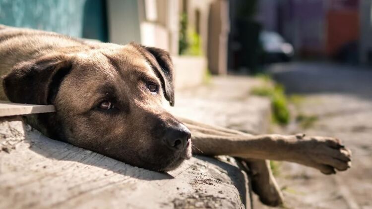Βοσκός πυροβόλησε και πέταξε τον σκύλο του σε παραλία (ΦΩΤΟ)