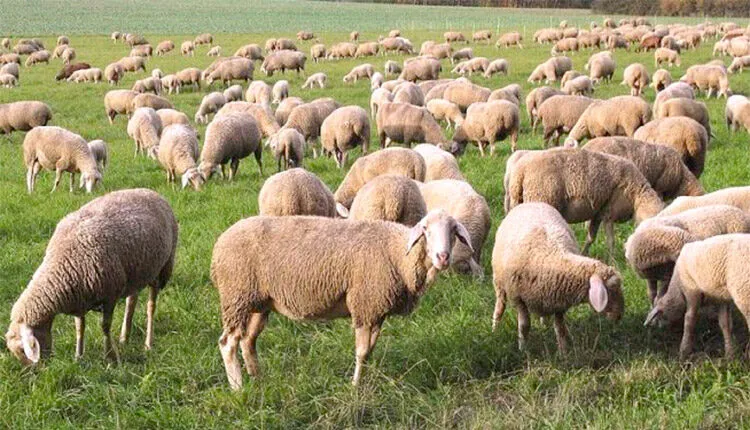 Νέο σκάνδαλο επιδοτήσεων με φόντο το ΟΠΕΚΕΠΕ: Απλήρωτοι 1.100 παραγωγοί – Εκμεταλλεύτηκαν μέχρι και τον «Daniel»