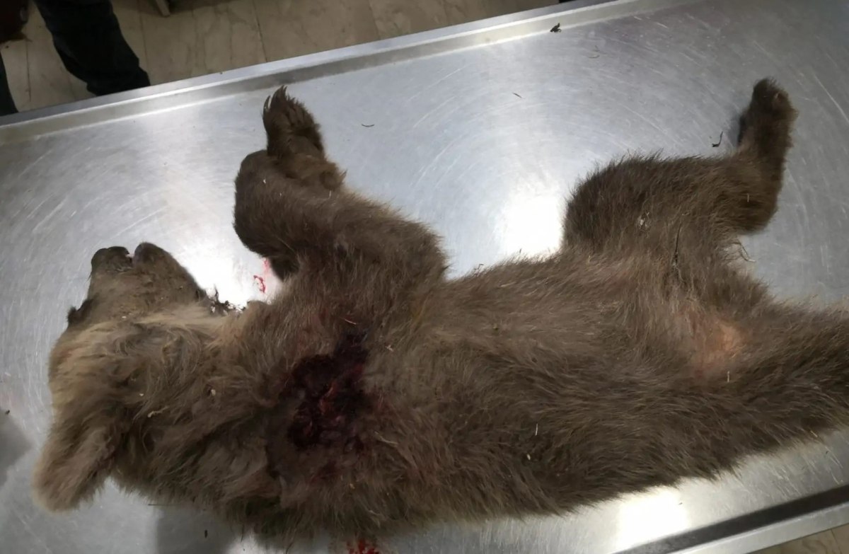 Καστοριά: Νεκρό αρκουδάκι από πυροβόλο όπλο