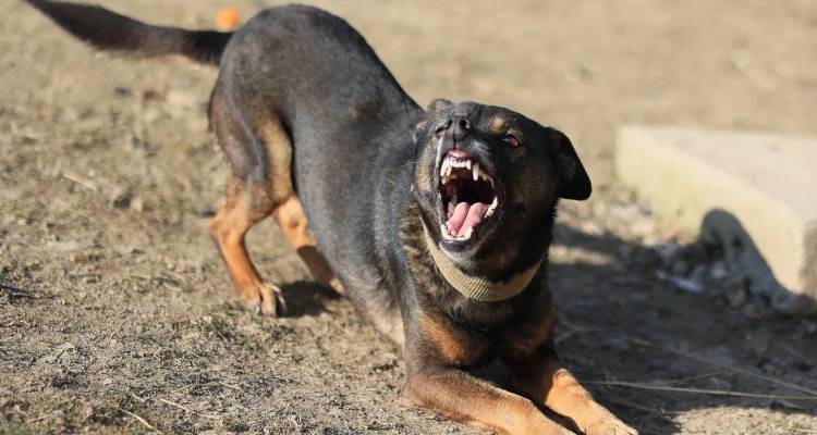 Αδέσποτο σκυλί δάγκωσε 12χρονη και την έστειλε στο νοσοκομείο