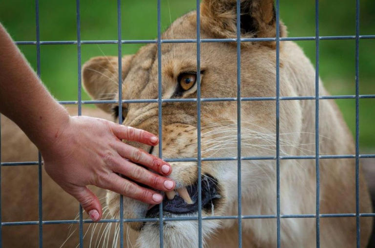 Λιοντάρι επιτέθηκε και δάγκωσε 4χρονο σε εθνικό πάρκο