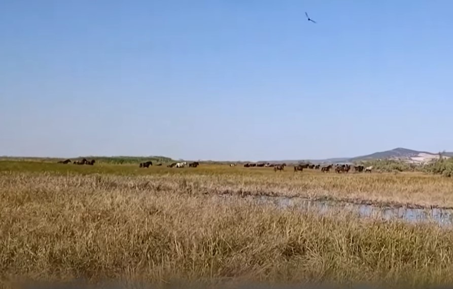 SOS στον Έβρο