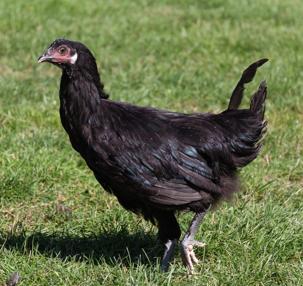 Βουλγαρία: Κρούσματα της γρίπης των πτηνών