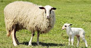 ΓΕΩΤΕΕ Κεντρικής Μακεδονίας: Και ξαφνικά μειώθηκε ο αριθμός αιγοπροβάτων σε όλη τη χώρα