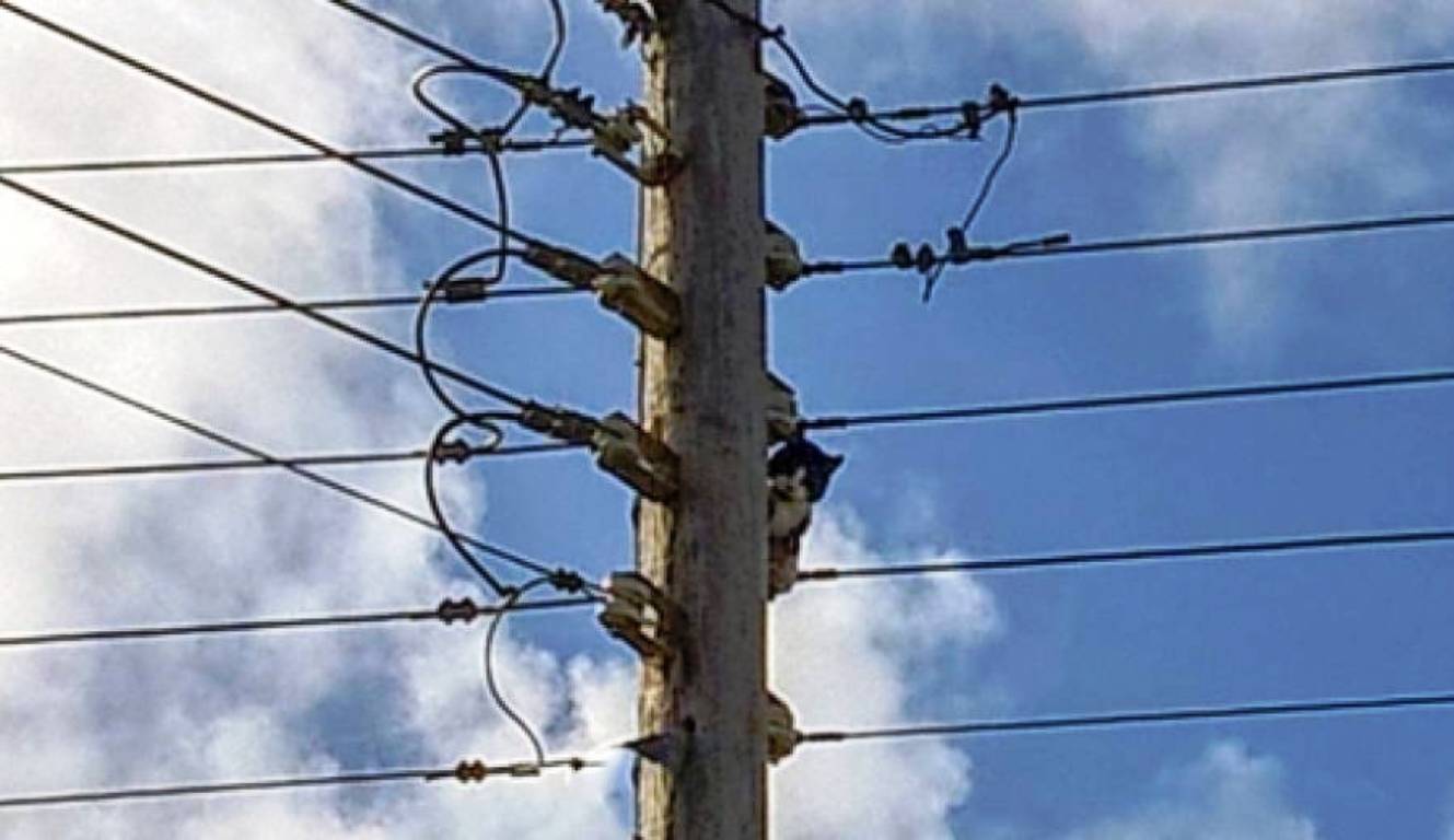 Ανδριανός Γκουρμπάτσης: Zητά άμεσο έλεγχο του ηλεκτρικού δικτύου της ΔΕΔΔΗΕ