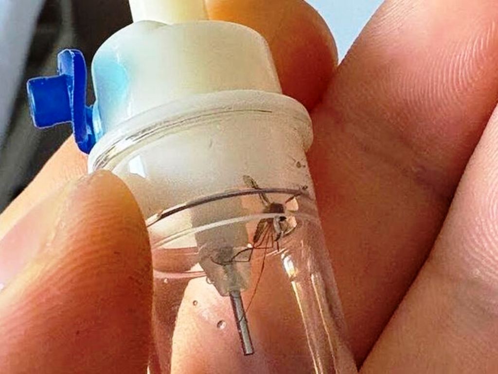 Βρέθηκε κουνούπι σε συσκευή ενδοφλέβιου ορού στο νοσοκομείο του Ρίου.