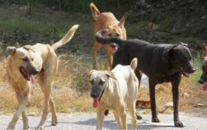 Πάτρα: Στο νοσοκομείο γυναίκα μετά από επίθεση αγέλης σκύλων