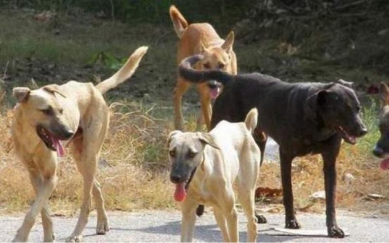 Μαγνησία: Αδέσποτα επιτέθηκαν σε γυναίκα – Δεν σταματούσε κανείς να την βοηθήσει