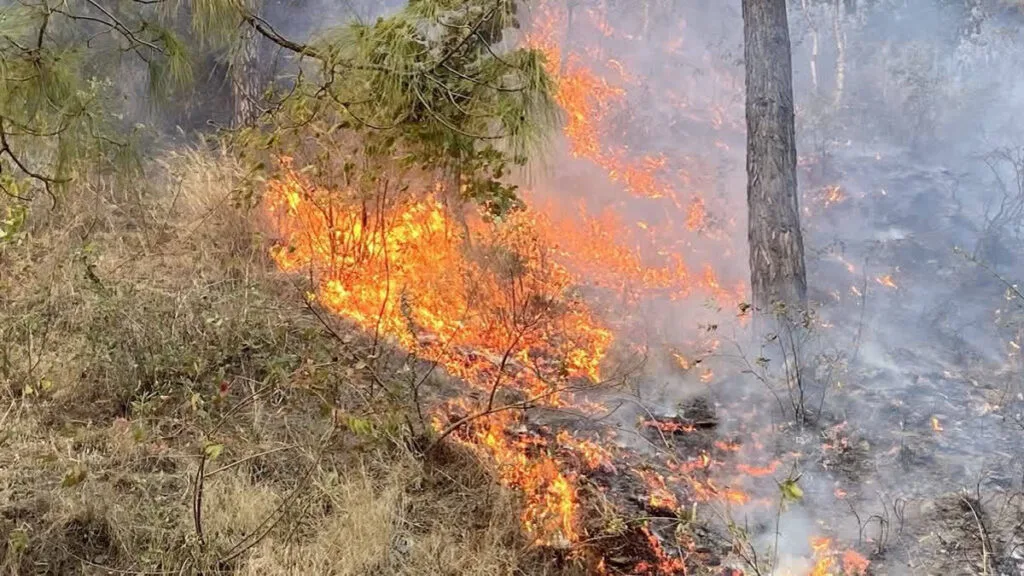 Υπό μερικό έλεγχο τέθηκε η πυρκαγιά σε δασική έκταση στη Σκιάθο