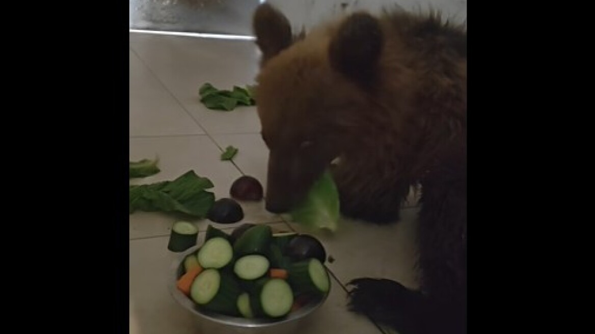 Το αρκουδάκι που τραυματίστηκε σε τροχαίο στην Καστοριά αναρρώνει βήμα - βήμα