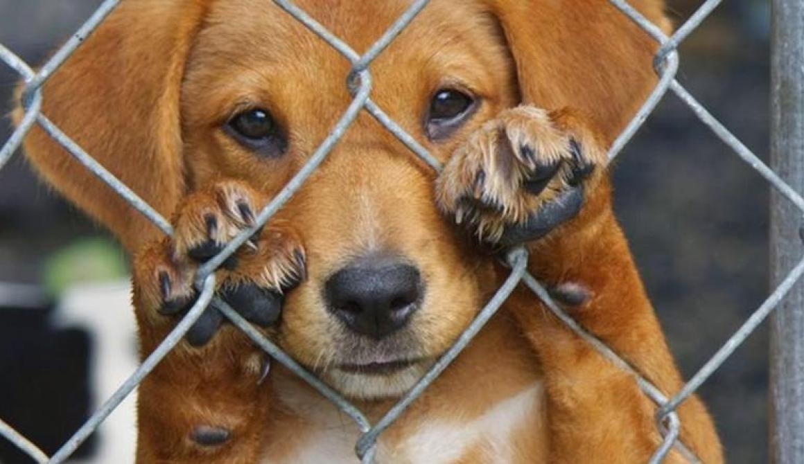 Φωτογραφία:lesvosnewsnet